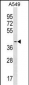 SIRPB1 Antibody (Center)